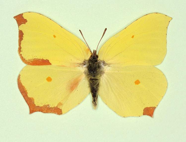 Gonepteryx rhamni male (aberrant form nov 2) (Internet Image property of respective owner, non-commercial use only)